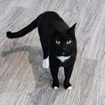 Thumbnail photo of Serge #3