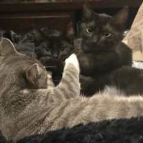 Thumbnail photo of Carmine (Shorter Hair)Bonded to Beretta  #2