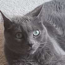 Thumbnail photo of Lola 2 #3