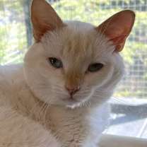 Thumbnail photo of Koko #3