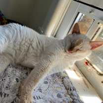 Thumbnail photo of Koko #4