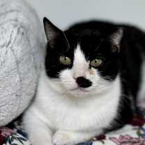 Thumbnail photo of Charley Girl #3