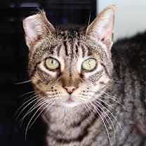 Thumbnail photo of Snickers 2 #1