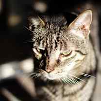 Thumbnail photo of Snickers 2 #4