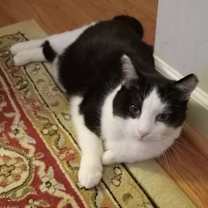 Thumbnail photo of Winston -MISSING #1