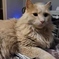 Thumbnail photo of Hudson -MISSING #1