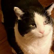 Thumbnail photo of Winston -MISSING #2