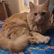 Thumbnail photo of Hudson -MISSING #2