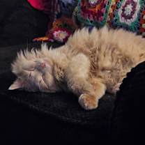 Thumbnail photo of Hudson -MISSING #3
