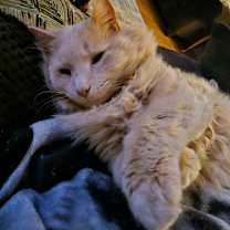 Thumbnail photo of Hudson -MISSING #4