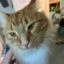 Thumbnail photo of Mango - MISSING #1