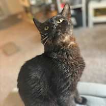 Thumbnail photo of Salem II #2
