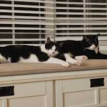 Thumbnail photo of Aramis #2