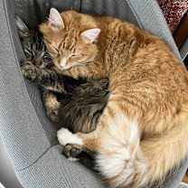 Thumbnail photo of Mango - MISSING #2