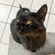 Thumbnail photo of Salem II #4