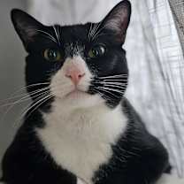 Thumbnail photo of Aramis #4