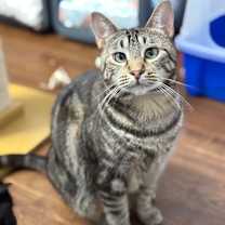 Thumbnail photo of Rizzoli #1