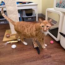 Thumbnail photo of Nugget #1