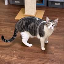 Thumbnail photo of Franklin #1