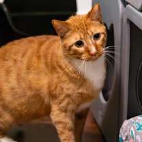 Thumbnail photo of Nugget #2