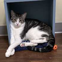 Thumbnail photo of Franklin #2