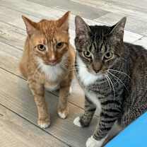 Thumbnail photo of Nugget #3