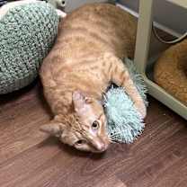 Thumbnail photo of Nugget #4