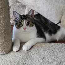 Thumbnail photo of Franklin #4