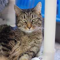Thumbnail photo of Tumbles #1