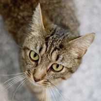 Thumbnail photo of Tumbles #2