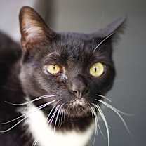 Thumbnail photo of Blaze #1