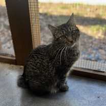 Thumbnail photo of Tumbles #3