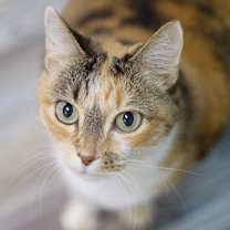 Thumbnail photo of Sammie #3