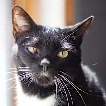 Thumbnail photo of Blaze #2