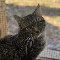 Thumbnail photo of Tumbles #4