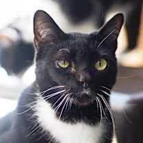 Thumbnail photo of Blaze #3