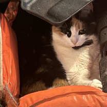 Thumbnail photo of Pumpkin - MISSING #1