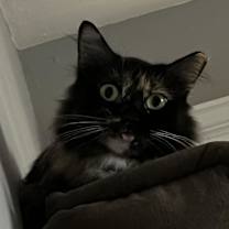 Thumbnail photo of Snert (Betty Boop on microchip) - MISSING #2