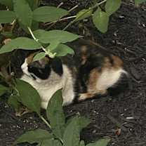 Thumbnail photo of Pumpkin - MISSING #2