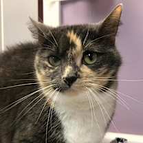 Thumbnail photo of Mitzie #4