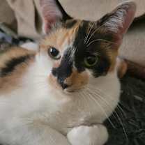 Thumbnail photo of Abbie #1