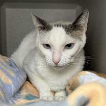 Thumbnail photo of Bo #4