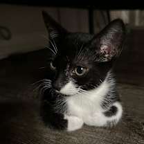 Thumbnail photo of Naya #3