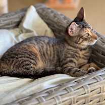 Thumbnail photo of Chili #1