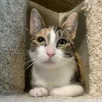 Thumbnail photo of Hazel #2