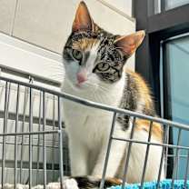 Thumbnail photo of Hazel #3