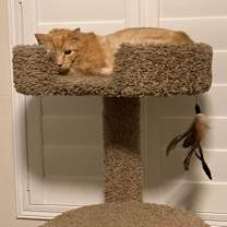 Thumbnail photo of Thor #3