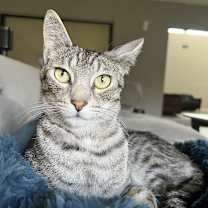 Thumbnail photo of Truman and Tyndall #2