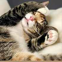 Thumbnail photo of Tabitha #2