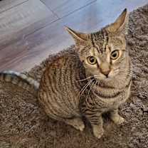 Thumbnail photo of Maze #1